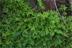 Selaginella delicatula